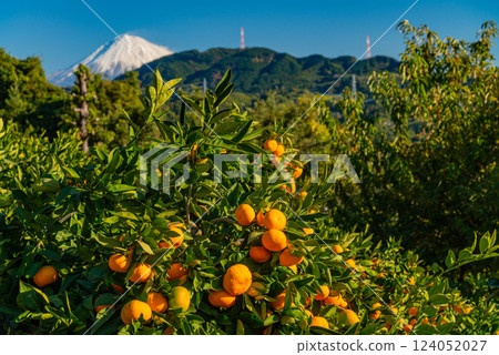 [靜岡]富士山在橘子田上 124052027