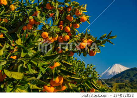 [靜岡]富士山在橘子田上 124052028