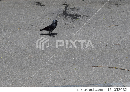Elegant Jackdaw Walking in Natural Setting Elegant Jackdaw Walking in Natural Setting 124052082