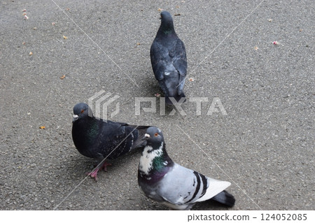 Urban Pigeon Parade: Varied Plumage Palette Urban Pigeon Parade: Varied Plumage Palette 124052085