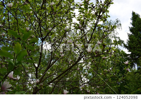 A tree in bloom with bright green leaves and white flowers with pinkish hues. Blooming Tree Against Blue Sky A tree in bloom with bright green leaves and white flowers with pinkish hues. Blooming Tree Against Blue Sky 124052098