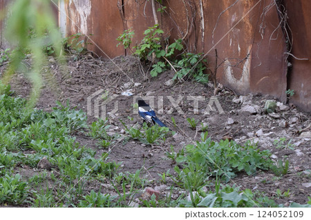 A magpie walking in a field with green vegetation and grass. Walking Magpie in Rural Vegetation 124052109
