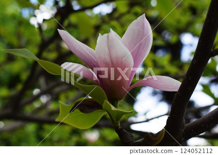 A magnolia flower in bloom. Light Pink Petals Among Greenery A magnolia flower in bloom. Light Pink Petals Among Greenery 124052112