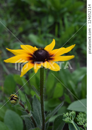 Rudbeckia hirta flower with yellow and orange petals centered around a dark brown heart. Rudbeckia hirta flower with yellow and orange petals centered around a dark brown heart. 124052114