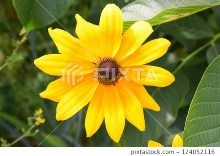 Rudbeckia hirta flower with yellow and orange petals centered around a dark brown heart. 124052116