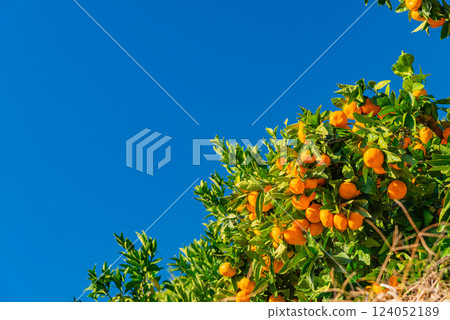 Tangerines in a tangerine field 124052189