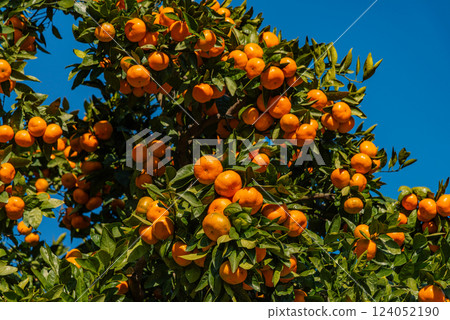 Tangerines in a tangerine field 124052190