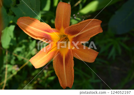 Close-Up of Vibrant Orange Daylily with Yellow Accents 124052197