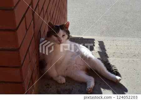 Feline Comfort: Cat Lounging in Urban Setting 124052203