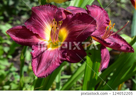 Close-Up of Blooming Pink Lilies Close-Up of Blooming Pink Lilies 124052205