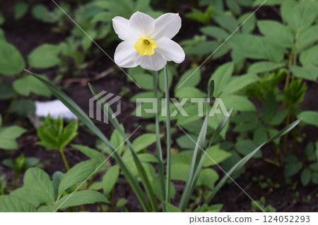 A single white daffodil flower with a yellow center, set against a backdrop of blurred green foliage. A single white daffodil flower with a yellow center, set against a backdrop of blurred green foliage. 124052293