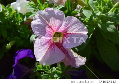 Vibrant Petunia Flower Bed in Full Bloom Vibrant Petunia Flower Bed in Full Bloom 124052348