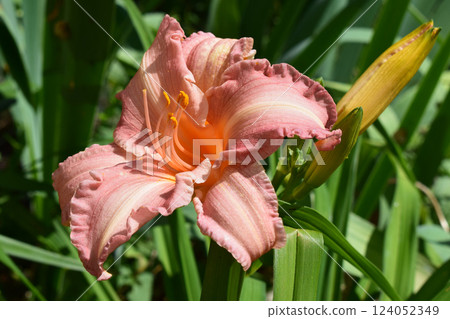 Close-Up of Blooming Pink Daylily with Bud Close-Up of Blooming Pink Daylily with Bud 124052349