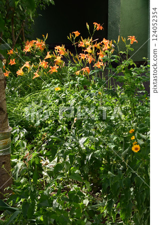 Bright Orange Lilies Against Dark Green Wall Bright Orange Lilies Against Dark Green Wall 124052354