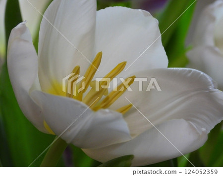 White tulip. Captivating Simplicity: The Essence of a Tulip 124052359