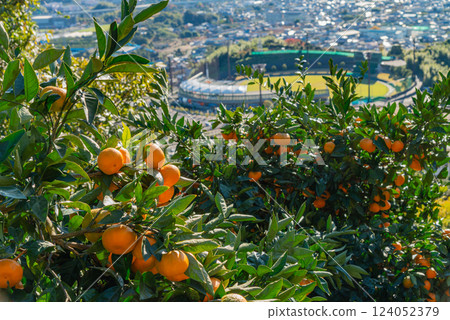 [Shizuoka Prefecture] Looking down on the town of Shimizu from a mandarin orange field 124052379