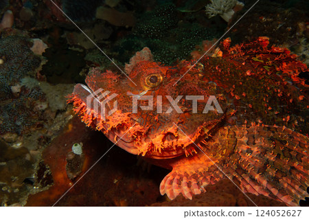 A close-up picture of the head of a red scorpionfish in profile at the Verde island, Philippines 124052627