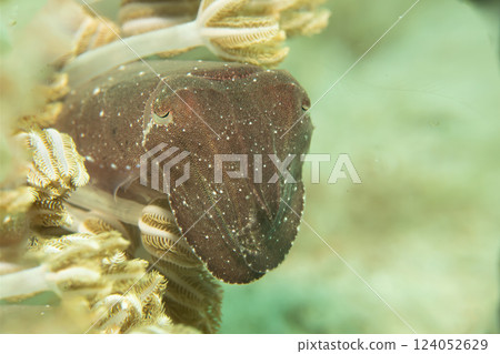 A close-up portrait of an amazing cuttlefish looking out from among soft coral and into the camera.  124052629