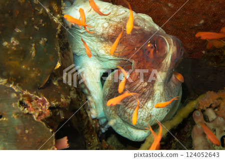 An Octopus is trying to hide in a coral reef while small orange fish are swimming around it An Octopus is trying to hide in a coral reef while small orange fish are swimming around it 124052643