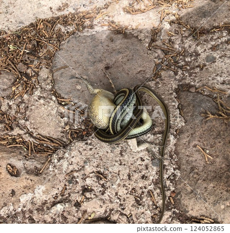 A Western Garter Snake, Thamnophis proximus, strangles a lizard 124052865