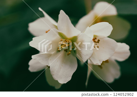White jasmine flowers on a flowering shrub in spring garden. Small fragrant flower buds. Floral springtime aesthetic wallpaper for digital print. 124052902