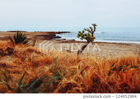 Beachfront, Balearic Sea coast near Valencia, Spain. A nature reserve with red shrubs and dry plants against blue water. Autumnal trip to the ocean. 124052904