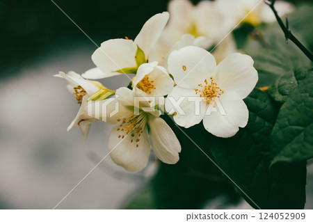 White jasmine flowers on a flowering shrub in spring garden. Small fragrant flower buds. Floral springtime aesthetic wallpaper for digital print. White jasmine flowers on a flowering shrub in spring garden. Small fragrant flower buds. Floral springtime aesthetic wallpaper for digital print. 124052909