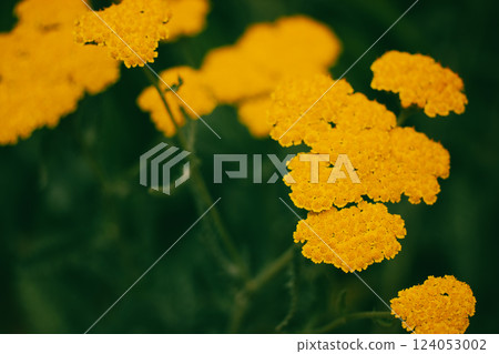 Yarrow Filipendulina bright yellow flowers on a green natural background grow in a summer garden. Medicinal plant in bloom Floral summertime wallpaper Yarrow Filipendulina bright yellow flowers on a green natural background grow in a summer garden. Medicinal plant in bloom Floral summertime wallpaper 124053002
