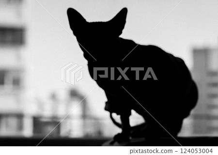 A hairless Sphynx cat silhouette against window. Black and white pet photo. Portrait of a cat in a home interior. Sphinx kitty Domestic animal indoors A hairless Sphynx cat silhouette against window. Black and white pet photo. Portrait of a cat in a home interior. Sphinx kitty Domestic animal indoors 124053004