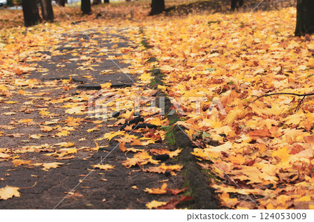 Fallen withered golden yellow maple leaves lie carpeted on the ground in an autumn park, forest. A path in autumnal parkland, woods. Fall season. 124053009