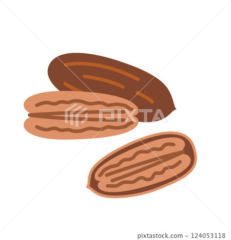Pecan nut in shell and without it. Vector illustration isolated on white background, hand drawn, flat design Pecan nut in shell and without it. Vector illustration isolated on white background, hand drawn, flat design 124053118