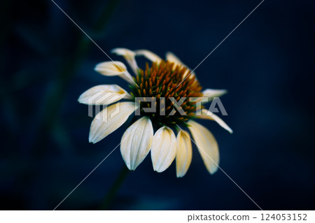 Single Helianthus schweinitzii pale yellow flower on dark blue background macro photo. Beautiful sunflower in summer garden. Perennial wildflower. 124053152
