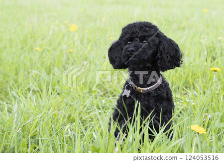 Black toy poodle in the field against the background of green grass 124053516