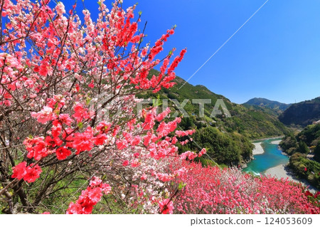 【高知縣】晴天時，花之裡公園的櫻花和桃花盛開，仁澱川的景色 124053609