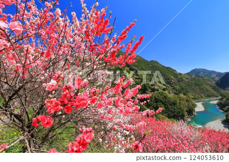 【高知縣】晴天時，花之裡公園的櫻花和桃花盛開，仁澱川的景色 124053610