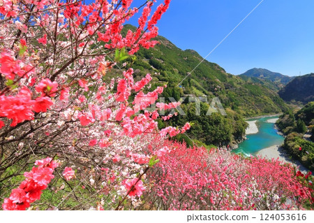 [Kochi Prefecture] Cherry blossoms and peach blossoms in full bloom at Hana no Sato Park on a clear day, and the Niyodo River 124053616