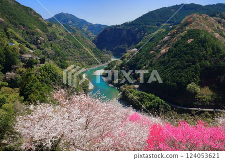 [Kochi Prefecture] Cherry blossoms and peach blossoms in full bloom at Hana no Sato Park on a clear day, and the Niyodo River 124053621