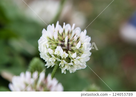 A close-up of beautiful white clover blooming in a field A close-up of beautiful white clover blooming in a field 124053789
