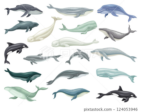 Huge Whale Marine Animal with Tail and Fin Vector Set 124053946