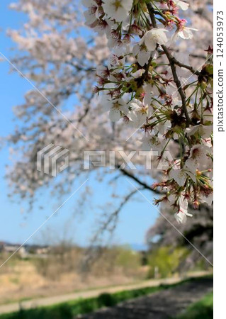 Scenery with cherry blossoms Scenery with cherry blossoms 124053973