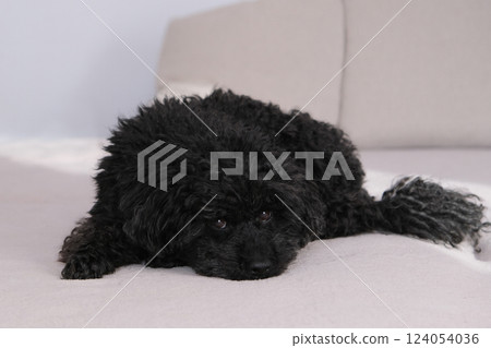 Black toy poodle sits on a beige blanket. Portrait of a dog Black toy poodle sits on a beige blanket. Portrait of a dog 124054036