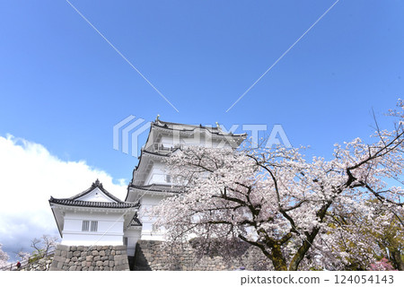 Odawara Castle Cherry Blossoms Odawara Castle Cherry Blossoms 124054143
