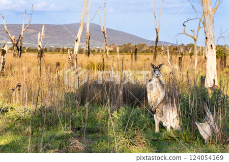 The Winton Wetlands in Victoria Australia is a wetland with stump woods and is home to native flora and fauna including kangaroos The Winton Wetlands in Victoria Australia is a wetland with stump woods and is home to native flora and fauna including kangaroos 124054169