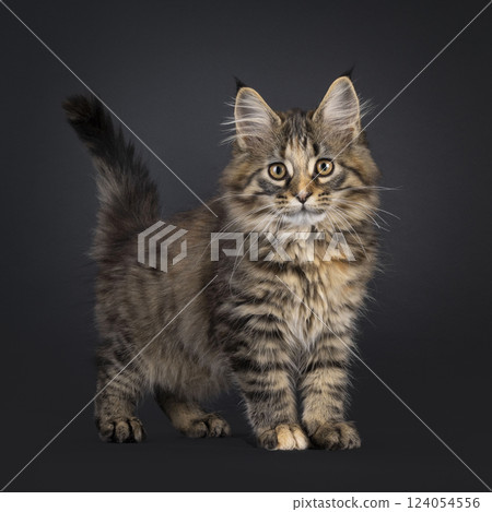 Maine Coon cat kitten on black background Maine Coon cat kitten on black background 124054556