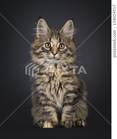 Maine Coon cat kitten on black background Maine Coon cat kitten on black background 124054557