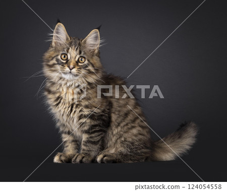 Maine Coon cat kitten on black background Maine Coon cat kitten on black background 124054558