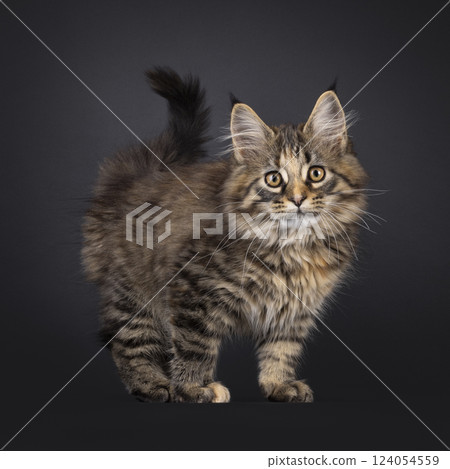 Maine Coon cat kitten on black background Maine Coon cat kitten on black background 124054559