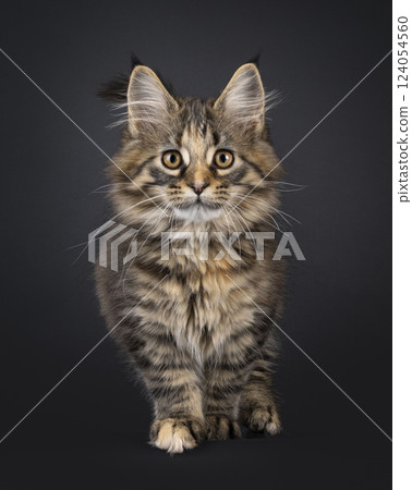 Maine Coon cat kitten on black background 124054560