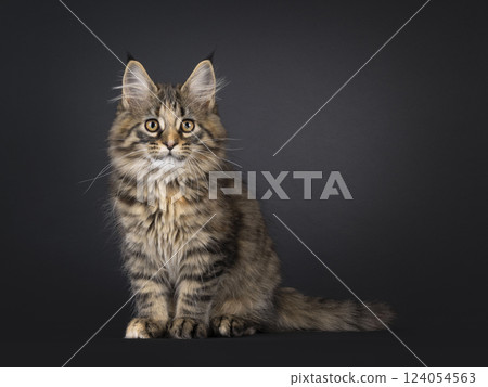 Maine Coon cat kitten on black background 124054563