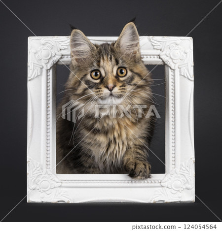 Maine Coon cat kitten on black background 124054564